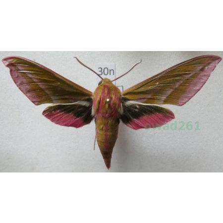 Deilephila elpenor (Linnaeus, 1758) Zmrocznik gładysz Poland30n